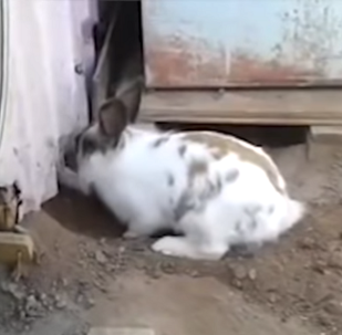 Кролик спасает своего друга - котенка