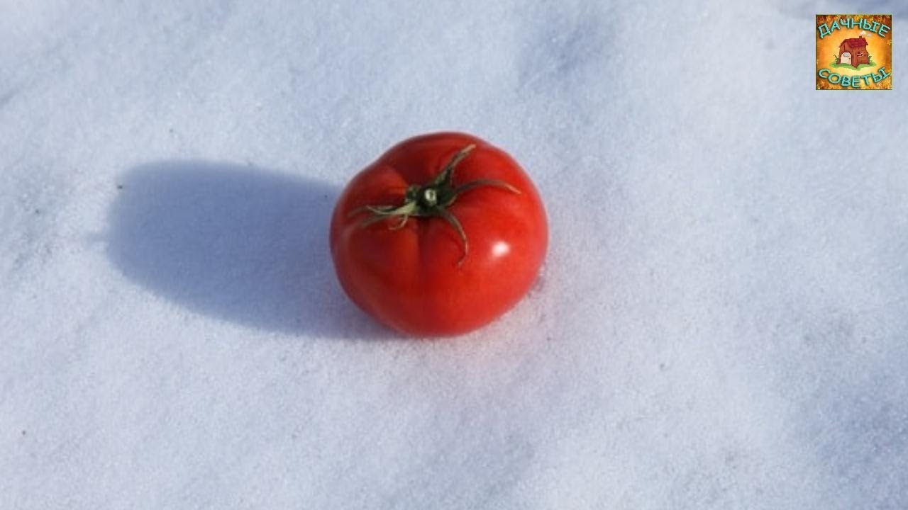 Помидоры в снегу на зиму самый. Помидоры в снегу. Зимние помидоры. Помидорки "под снегом". Помидоры под снегом.