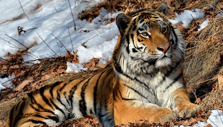 Странный тигр поставил ученых в тупик
