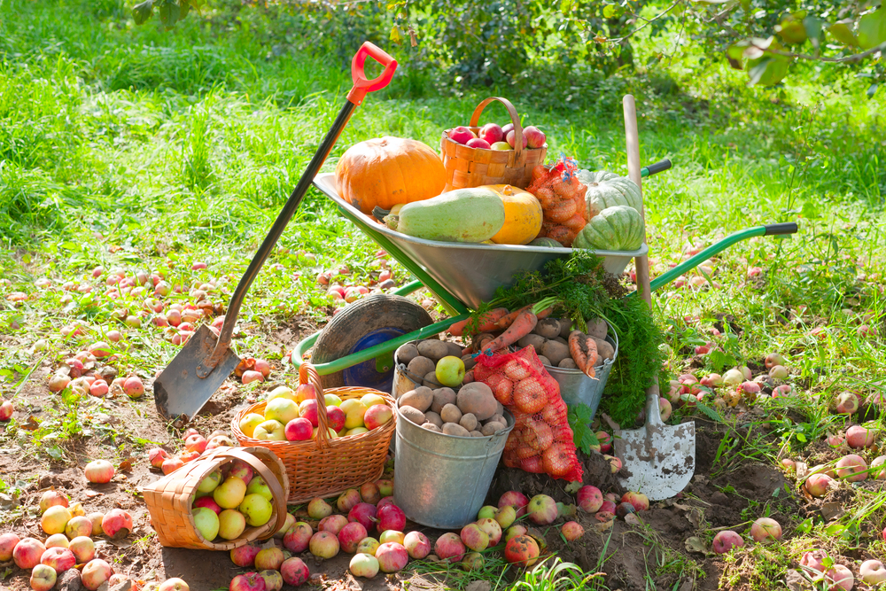Работы в саду и огороде в сентябре: 5 важных дел
