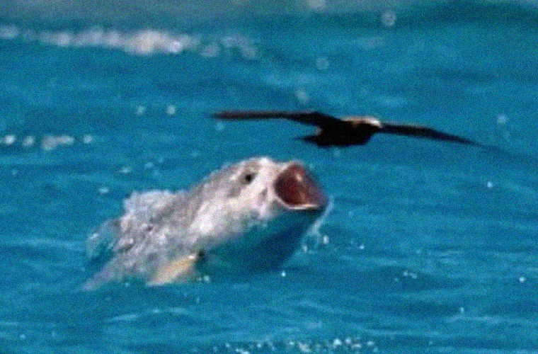 Рыба ловит птицу: удивительное видео