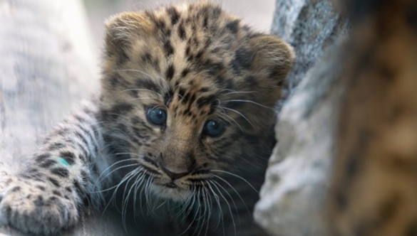 Возросла численность дальневосточных леопардов