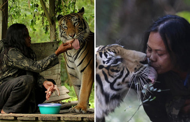 10 лет индонезийская учительница живет с тигрицей