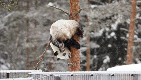 В Китае панды встретили первый снег