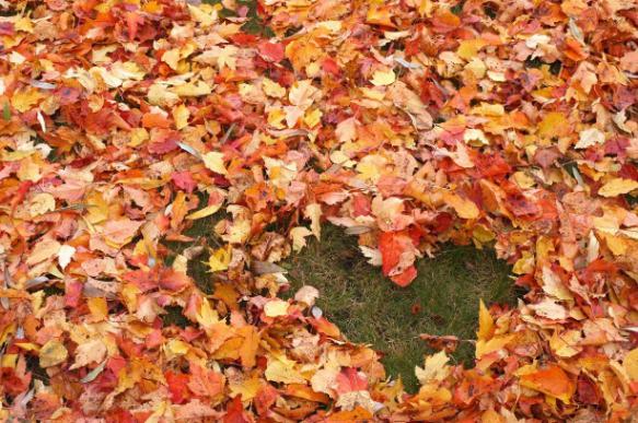 Опавшие листья осенью: убирать нельзя оставить