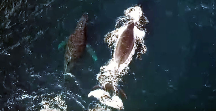 У берегов России сняли уникальное видео с китами