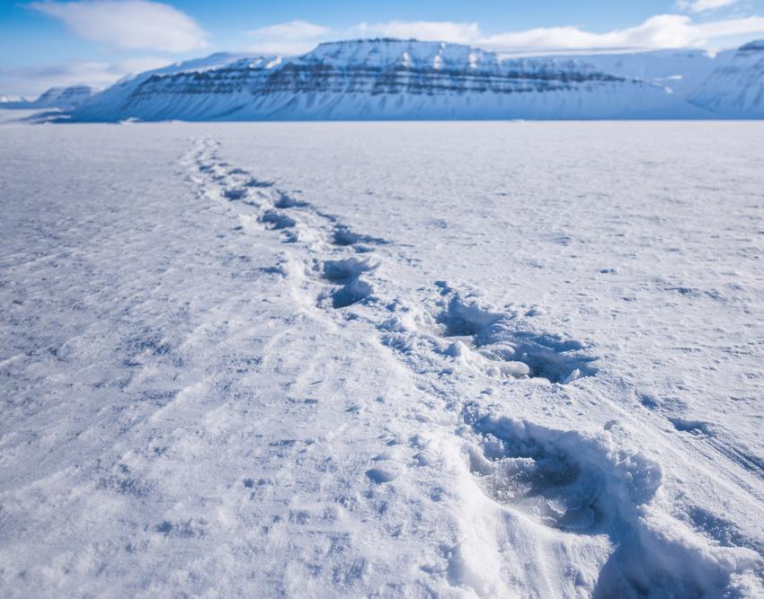 Зима 2018-2019 в Арктике прогнозируется очень тёплой