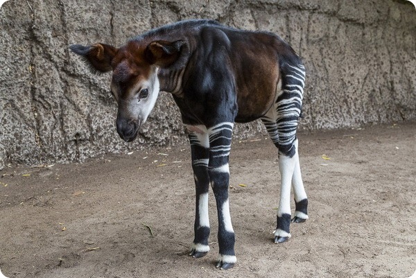 Зоопарк Сан-Диего рад сообщить о рождении детеныша окапи