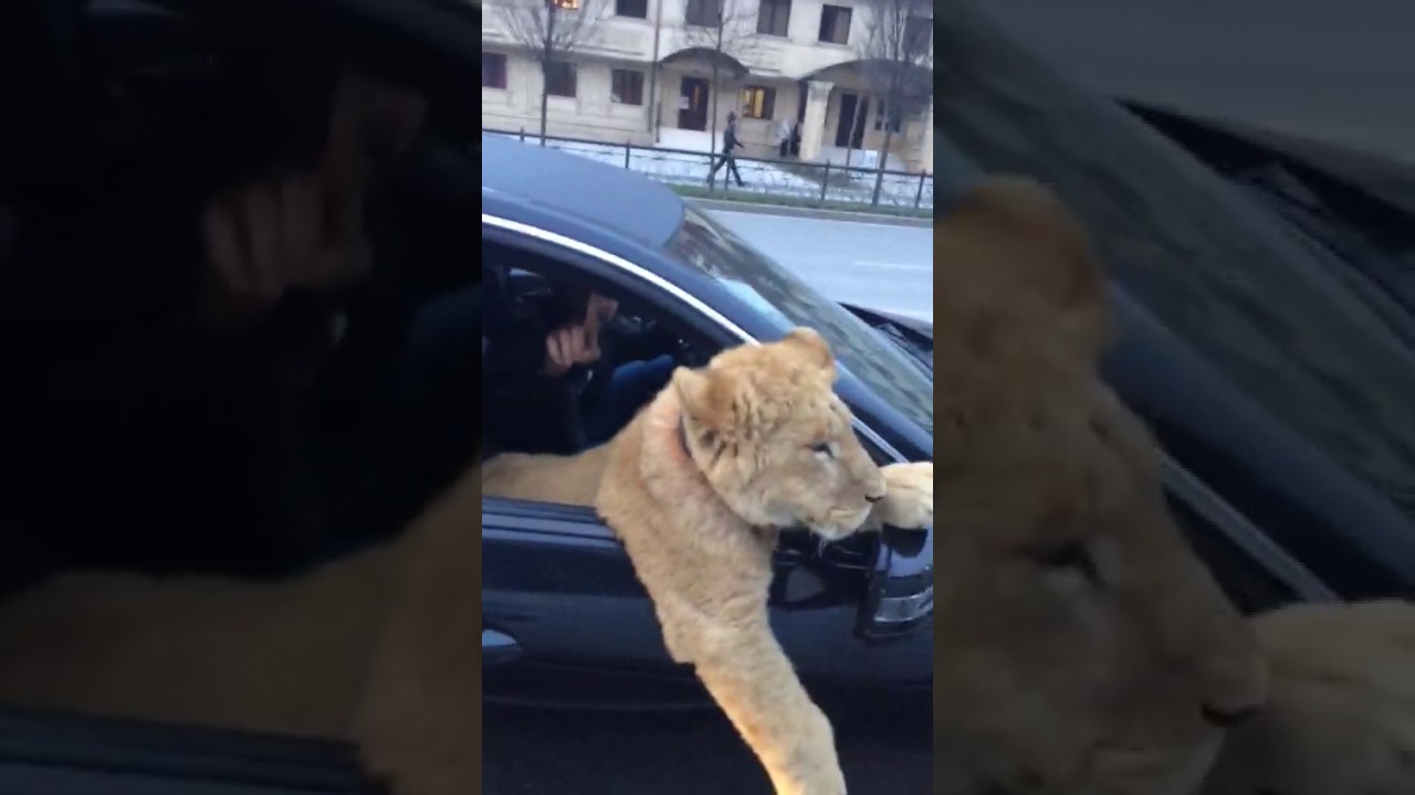 В Париже спасли львенка по имени «Путин» из прокатной «Ламборджини»