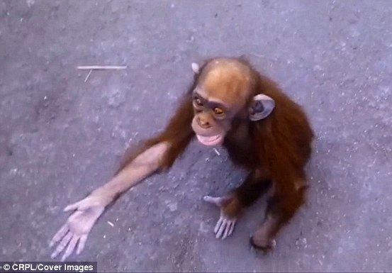 шимпанзе-сирота сумела попросить людей о помощи