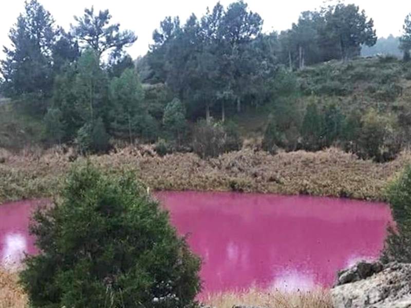 Жара и ливни разукрасили озеро в розовый цвет