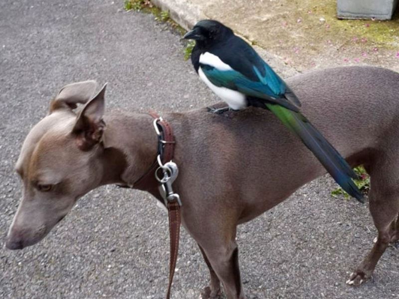 Новые примеры необыкновенной дружбы животных