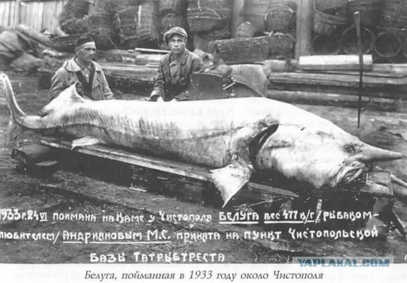4 метра в длину: куда исчезла белуга — самая большая, вкусная речная рыба на планете