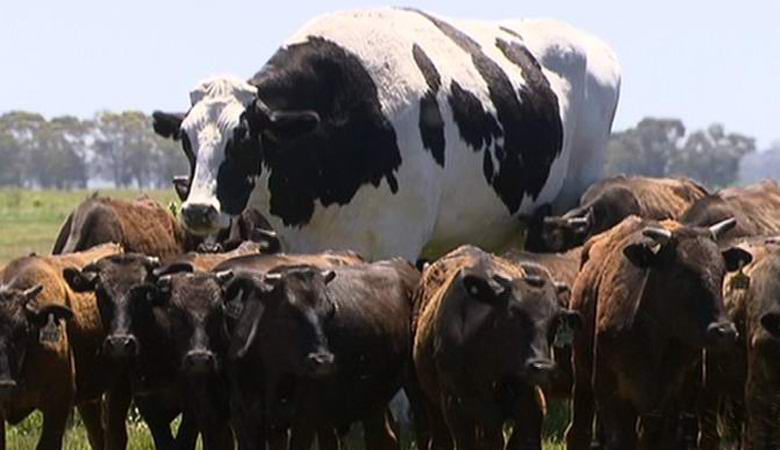 Гигантскую корову вырастили в Австралии