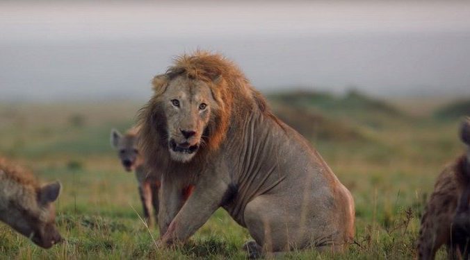 (Видео) Гиены окружили льва. И его ждала бы печальная участь, но на помощь пришёл верный друг