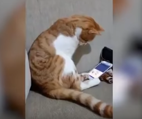 кот увидел  видеозапись с участием его умершего хозяина.