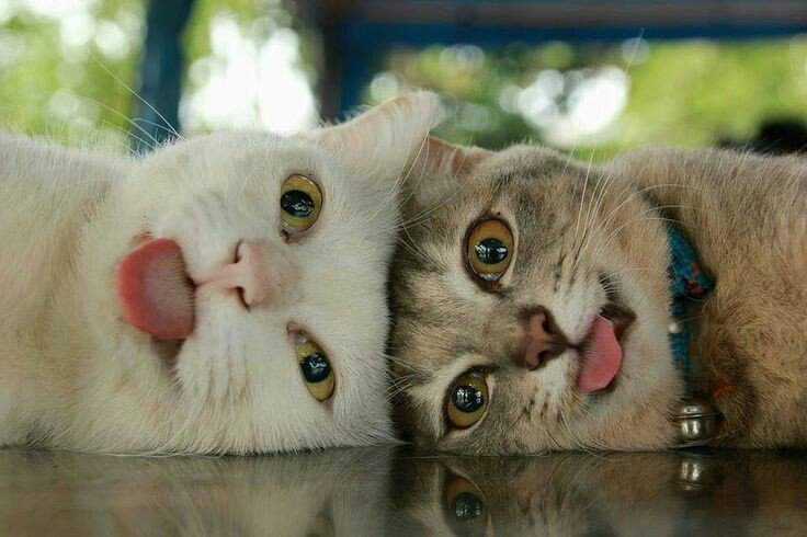 Удивительные окрасы кошек