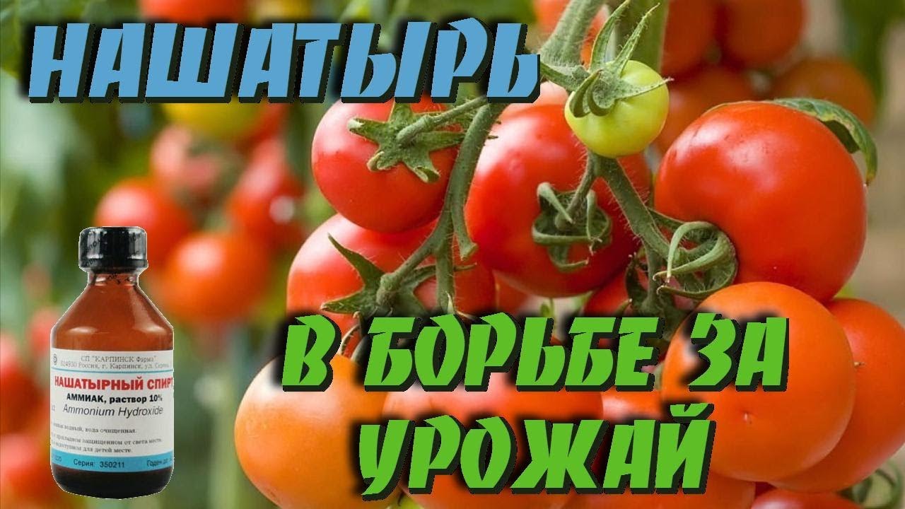 Нашатырный спирт Супер удобрение для хорошего урожая томатов Дачные советы
