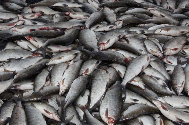Что изменится в продаже и производстве рыбы по новым правилам?