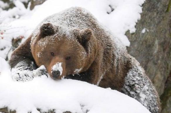Медведь пришел на зимнюю спячку в закрытый город