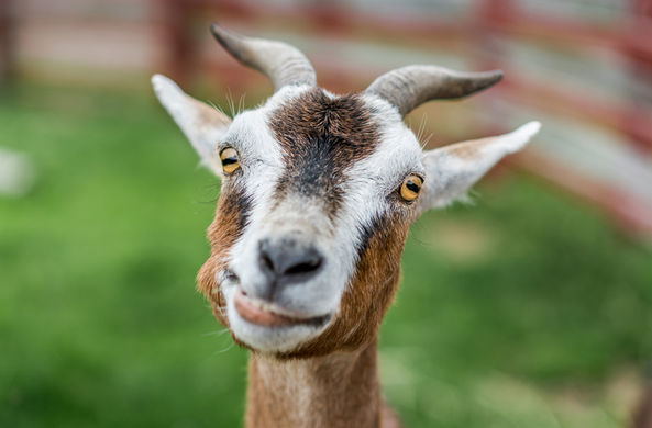 В Сербии домашняя коза съела €20 тысяч