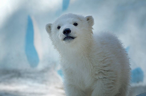 Белый медвежонок из зоопарка Новосибирска переехал в Китай