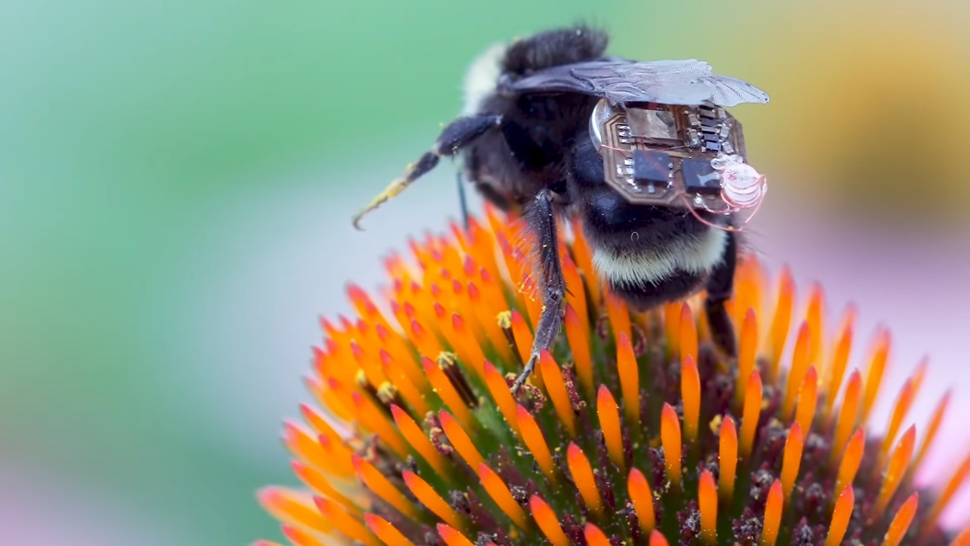Фермеры превратили пчел в маленьких дронов