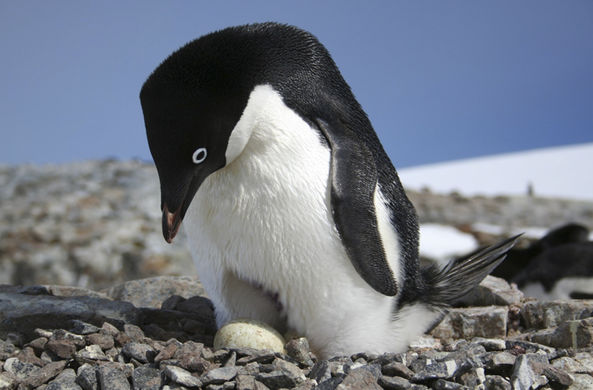 Ученые обнаружили колонию пингвинов, существующую уже 3 тысячи лет