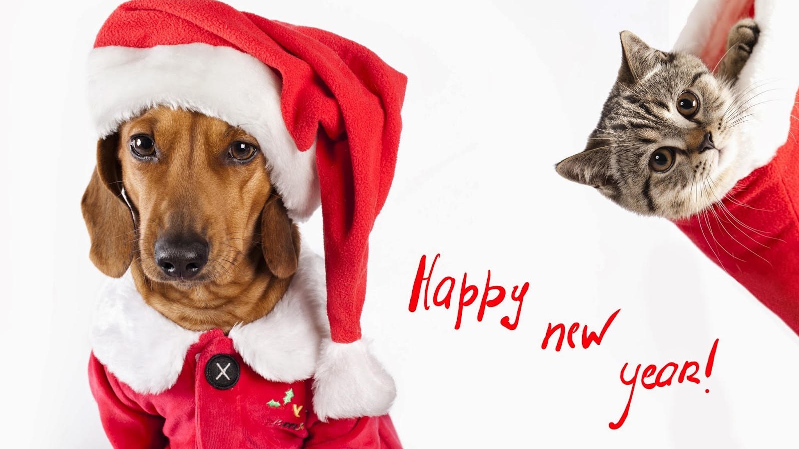20 идей для подарка коту или собаке на новый год