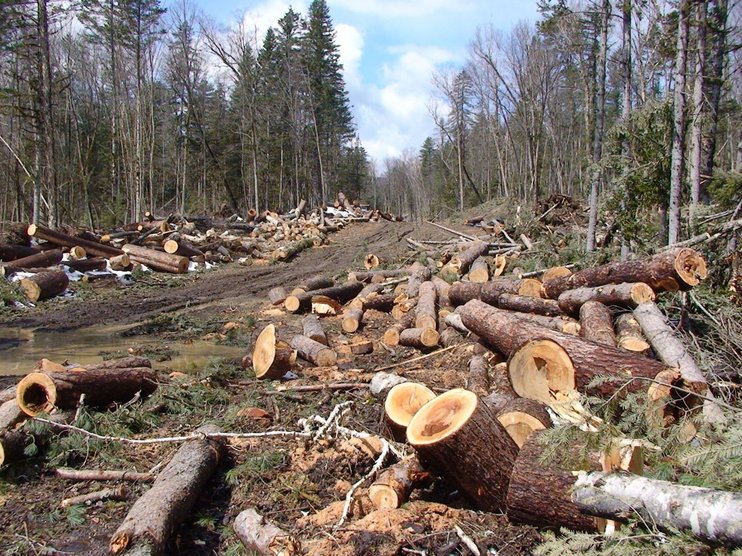 Госдума приняла закон о частичном запрете вырубки лесов