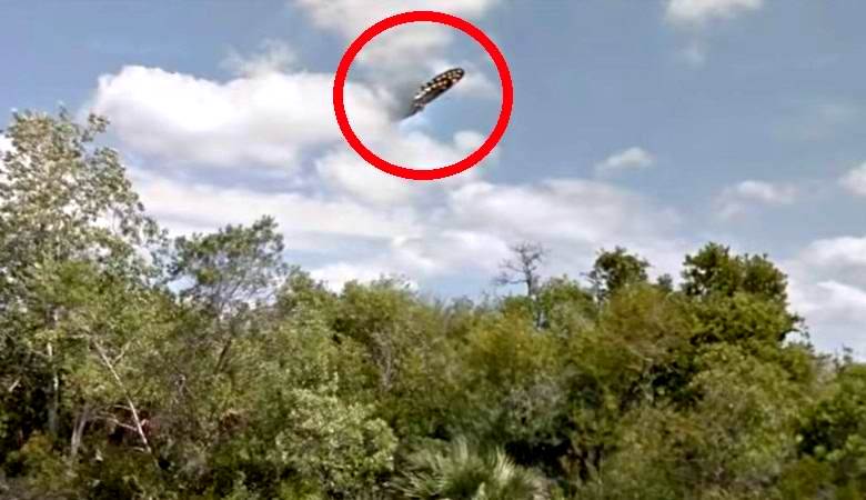 «Гигантская» бабочка пролетела над болотом Флориды