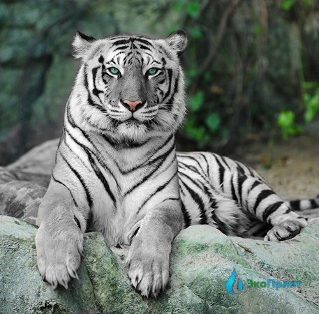 Белые бенгальские тигры общаются с людьми - ВИДЕО