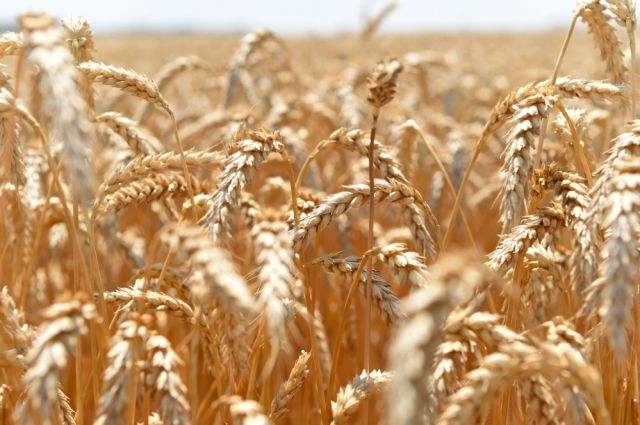 Россельхознадзор: Ирак заинтересован в импорте российской пшеницы