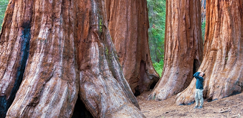 В Калифорнии высадили 75 клонированных саженцев древнейших секвой