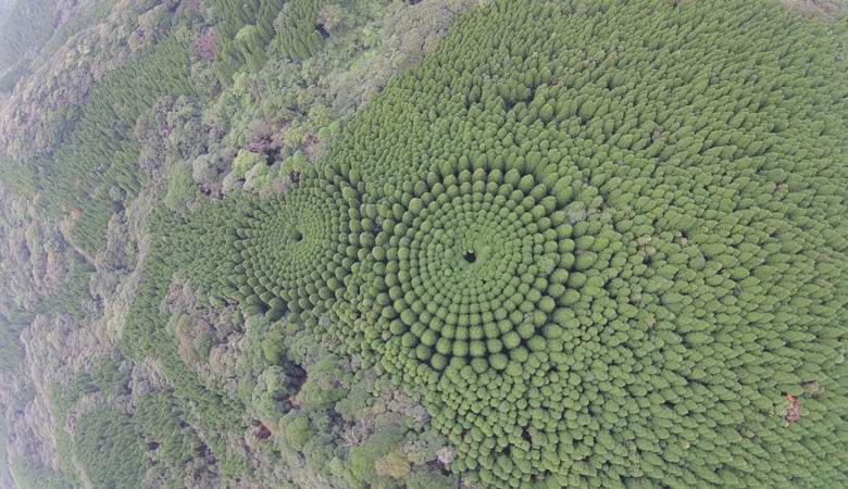 Загадочные круги в японском лесу оказались результатом полувекового эксперимента