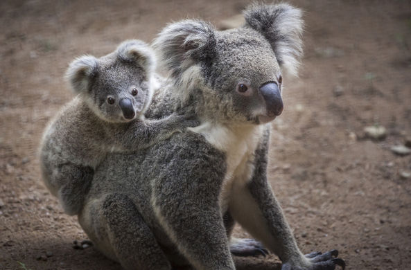 В Рождество австралийцев попросили усыновлять коал