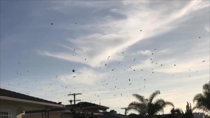 Очевидцы сняли на видео десятки напуганных птиц, окруживших НЛО
