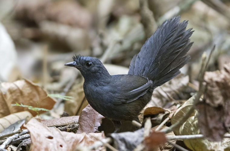 Редчайшую в мире птицу заметили в Бразилии