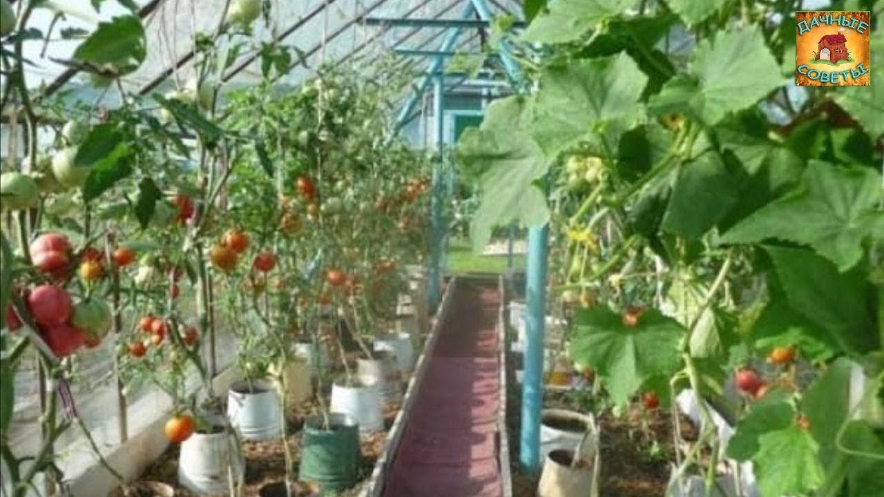 Смешанные посадки Что можно посадить на одной грядке с томатами в теплице Дачные советы огородникам