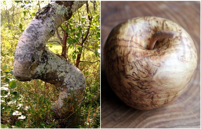 Карельская береза – загадочное дерево северных лесов