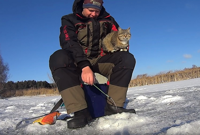 «Вот ворюга»: видео сызранца с хитрым котом