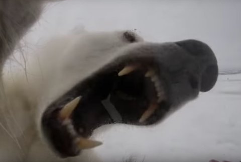 Белый медведь 45 минут пытался достать и съесть фотографа, который приехал его снимать: видео