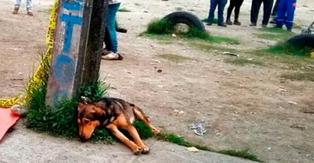 Несчастная собака погибала от голода. Но то, что было у нее под животом, заставляло ее жить!