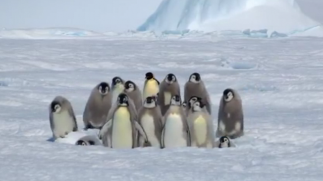 Маленький, но дерзкий, — пингвин спас сородичей другого вида от хищника.