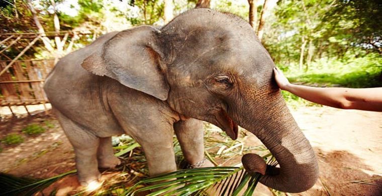 В лагере слонов Мае Са в Таиланде появился очень общительный слоненок