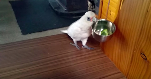 Хозяйка дала попугаю брокколи на обед. Реакция птички была неожиданной!