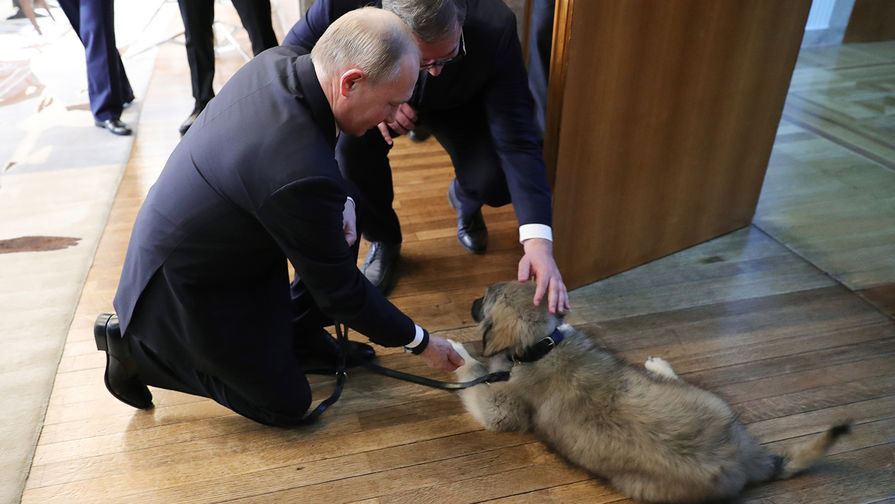 Кинолог оценил новую собаку Путина