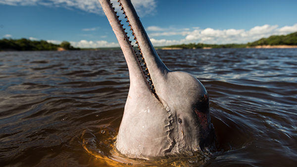 Амазонские дельфины попали в категорию вымирающих видов в Красной книге