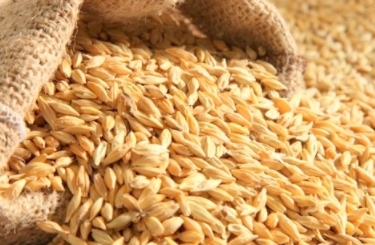 Сирия закупила в кредит 200 тысяч тонн российской пшеницы
