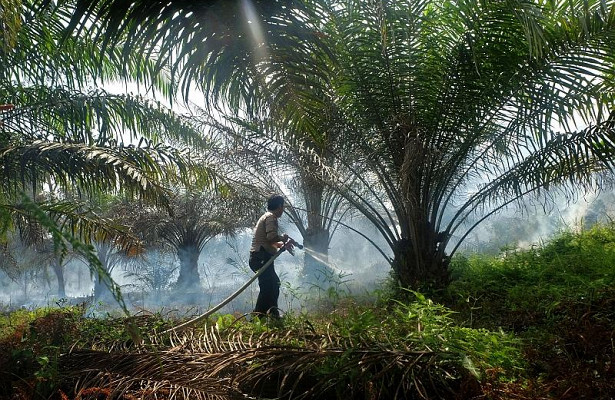 Чем на самом деле опасно пальмовое масло?